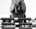 /album/fotogaleria/a2405344-la-parte-trasera-de-un-caballo-saltando-sobre-una-valla-jpg/