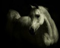 /album/fotogaleria/a102-jpg/