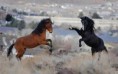 /album/fotogaleria/a12-fondos-pantalla-imagenes-caballos-salvajes-jpg/