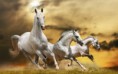 /album/fotogaleria/caballos-salvajes-de-color-blanco-wild-white-horses-jpg/