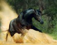 /album/fotogaleria/fotos-de-caballos-salvajes-21-jpg/
